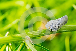 Citrus flatid planthopper - Metcalfa pruinosa