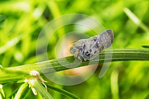 Citrus flatid planthopper - Metcalfa pruinosa