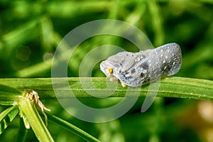 Citrus flatid planthopper - Metcalfa pruinosa