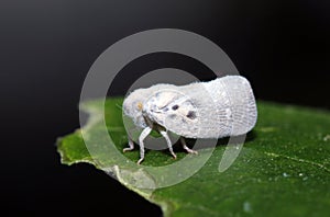 Citrus Flatid Planthopper (Metcalfa pruinosa)