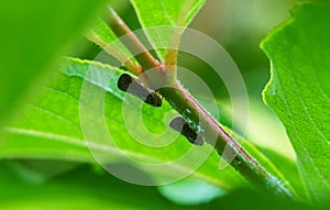 Citrus Flatid Planthopper Metcalfa pruinosa sitting on stem of Clerodendrum bungei.  Metcalfa pruinosa, the citrus flatid planth