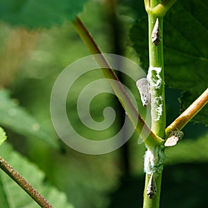 Citrus Flatid Planthopper Metcalfa pruinosa sitting on stem of Clerodendrum bungei. Metcalfa pruinosa, the citrus flatid plantho