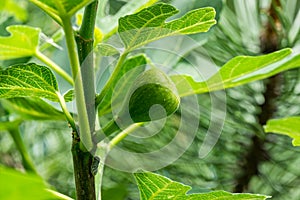 Citrus Flatid Planthopper Metcalfa pruinosa sitting on stem of common fig Ficus carica