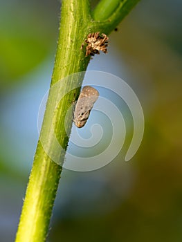 Citrus flatid planthopper - Metcalfa pruinosa, on stalk. Pest.