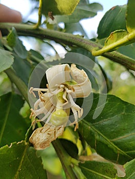 Citrus flower pomelo flower.