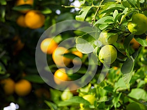 Citrus fruit