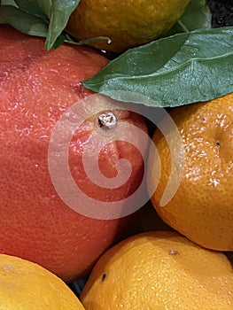 Citrus Fruit Grapefruit Mandarin Orange Lemon Tangerine
