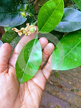 Grapefruit leaf and seed