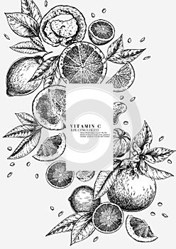 Citrus fruit set. Hand drawn orange, lemon, grapefruit, mandarin, lime, bergamot, leaves with bloosm and branches. Vector engraved