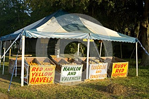 Citrus fruit stand