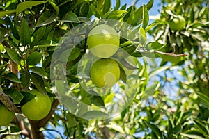 Citrus fruit tree close-up, bundle of green citrus growing on a brunch among green leaves in sunlight