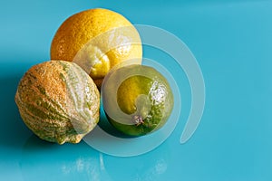 Citrus fruits on cian background photo