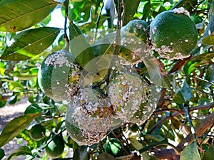 Citrus fruits damaged by Citrus scale mealybug
