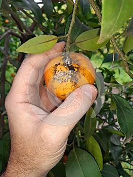 Citrus fruits damaged by Citrus scale mealybug