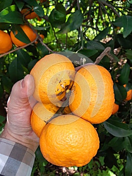 Citrus fruits damaged by Citrus scale mealybug