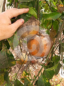 Citrus fruits damaged by Purple scale