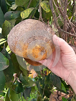 Citrus fruits damaged by Purple scale