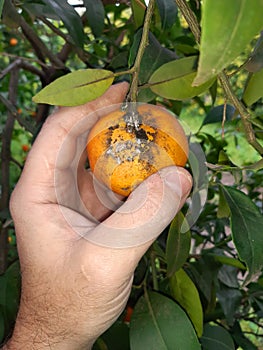 Citrus fruits damaged by Citrus scale mealybug photo