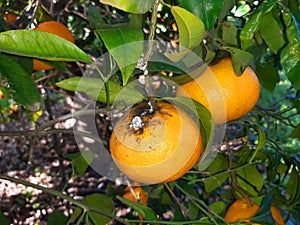 Citrus fruits damaged by Sphereical mealybug