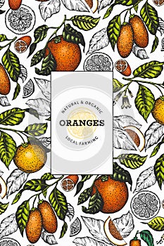 Citrus fruits design template. Hand drawn vector color fruit illustration. Engraved style frame. Vintage citrus banner