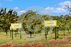 Citrus fruits growing on a tropical plantation