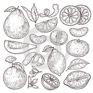 Citrus fruits sketch. Hand drawn orange mandarin pomelo, isolated tropical juicy plants. Vintage lemon blossom flower