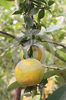 Citrus fruits on tree in farm