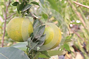 Citrus fruits on tree in farm