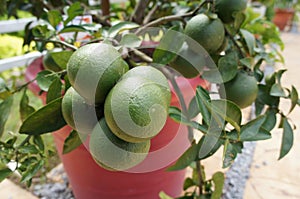 Citrus Grandis.