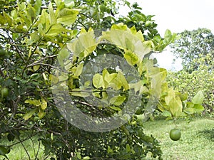 Citrus greening HLB huanglongbing yellow dragon diseased leaves and fruits