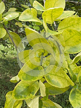 Citrus greening HLB huanglongbing yellow dragon diseased leaves and fruits