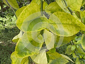 Citrus greening HLB huanglongbing yellow dragon diseased leaves and fruits photo