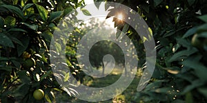 Citrus Grove with Sunrays Piercing Through for Summer Design, Nature Art, and Freshness Projects photo