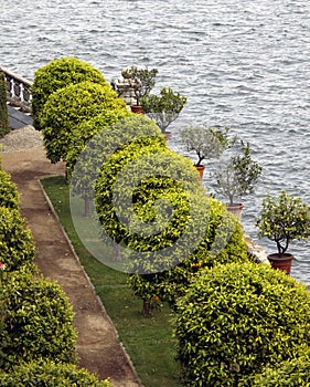 Citrus groves on the Borromean islands