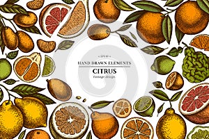 Citrus hand drawn illustration design. Background with retro kumquat, lemon, tangelo, grapefruit, orange, lime, mandarin