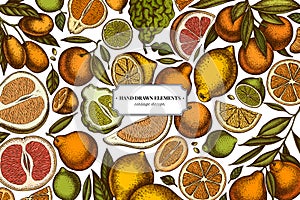 Citrus hand drawn illustration design. Background with retro kumquat, lemon, tangelo, grapefruit, orange, lime, mandarin