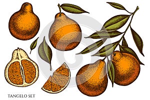 Citrus hand drawn vector illustrations collection. Colored tangelo.