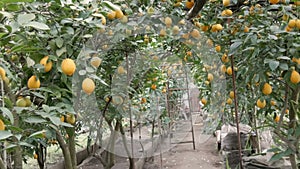 Citrus harvest many ripe yellow lemons hanging on tree branches in lemonaria greenhouse. Lemon garden