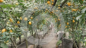 Citrus harvest many ripe yellow lemons hanging on tree branches in lemonaria greenhouse. Lemon garden