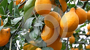 Citrus harvest many ripe yellow lemons hanging on tree branches in lemonaria greenhouse. Lemon garden. Close up view