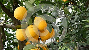 Citrus harvest many ripe yellow lemons hanging on tree branches in lemonaria greenhouse. Lemon garden. Close up view