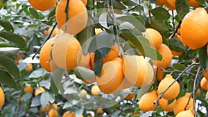 Citrus harvest many ripe yellow lemons hanging on tree branches in lemonaria greenhouse. Lemon garden. Close up view
