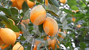 Citrus harvest many ripe yellow lemons hanging on tree branches in lemonaria greenhouse. Lemon garden. Close up view