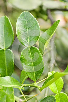 Citrus hystrix leaves