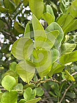 Citrus hystrix leaves in nature garden photo