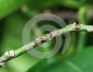 Citrus infested by pests photo