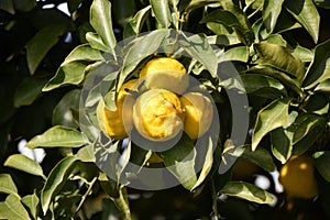 Citrus junos Yuzu fruits