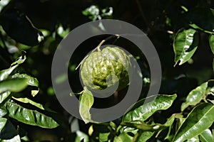 Citrus junos Yuzu fruits