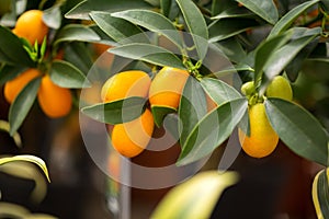 Citrus kumquat