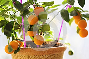 Citrus kumquat in houseplants close up